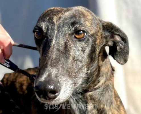 Gitana-Galgo