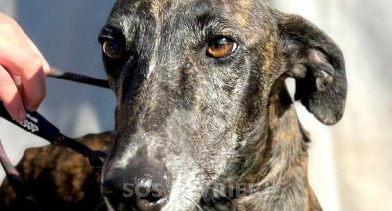 Gitana-Galgo