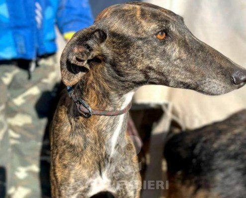 Gitana-Galgo