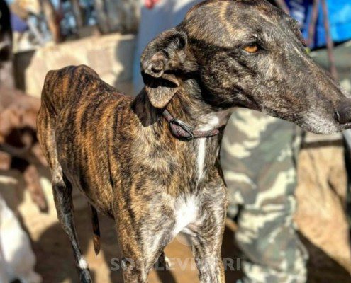 Gitana-Galgo