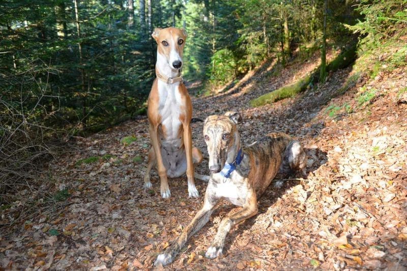 I giganti gentili: comprendere il temperamento dei Greyhound