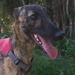 Jerry-Galgo