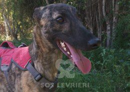 Jerry-Galgo