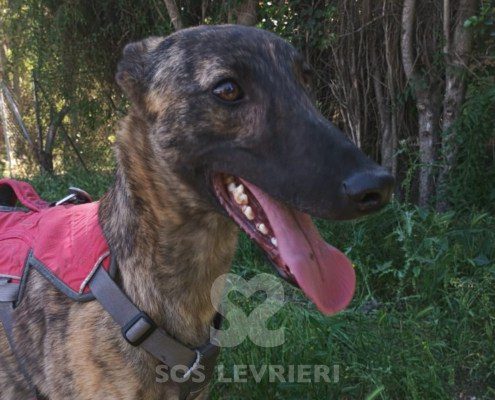 Jerry-Galgo