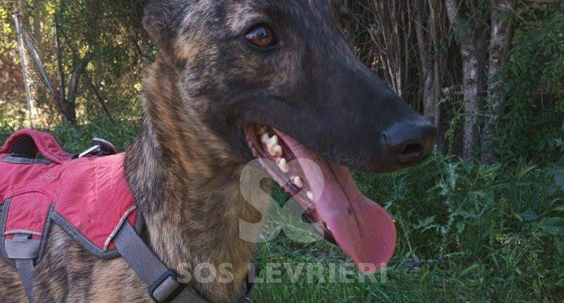Jerry-Galgo