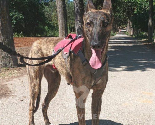 Jerry-Galgo