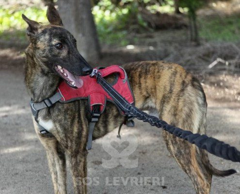 Jerry-Galgo