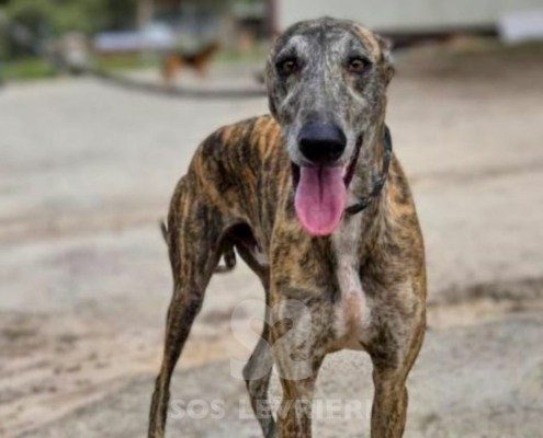 Laos-Galgo