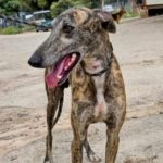 Laos-Galgo