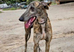 Laos-Galgo