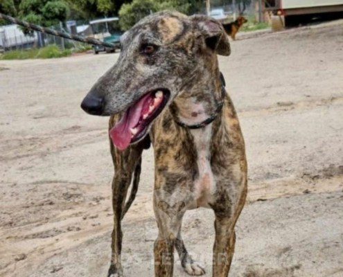 Laos-Galgo