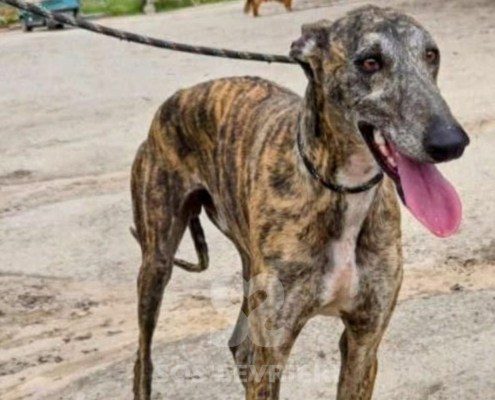 Laos-Galgo