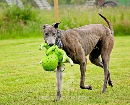 Leon-Greyhound