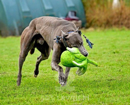 Leon-Greyhound
