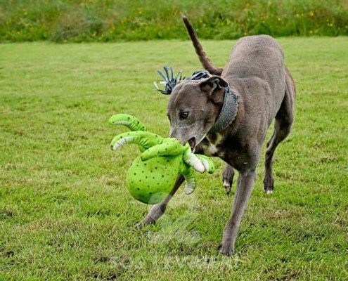 Leon-Greyhound