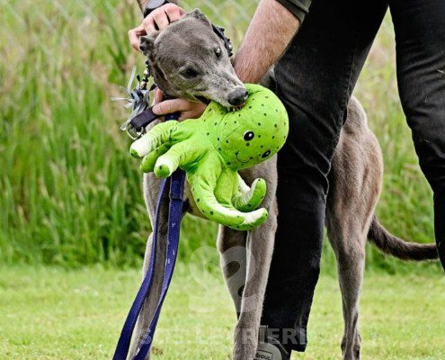 Leon-Greyhound