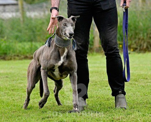 Leon-Greyhound