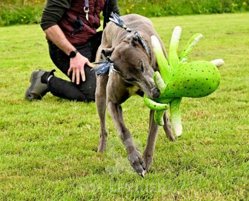 Leon-Greyhound