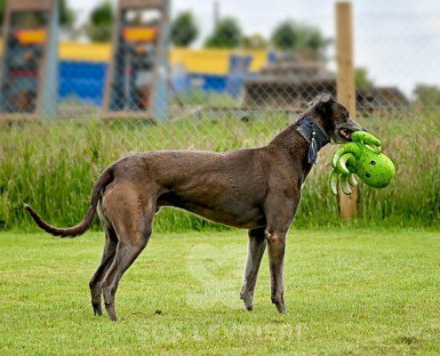 Leon-Greyhound