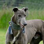 Leon-Greyhound