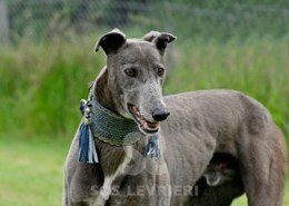 Leon-Greyhound