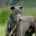 Leon-Greyhound