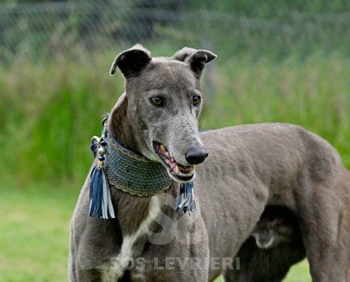 Leon-Greyhound