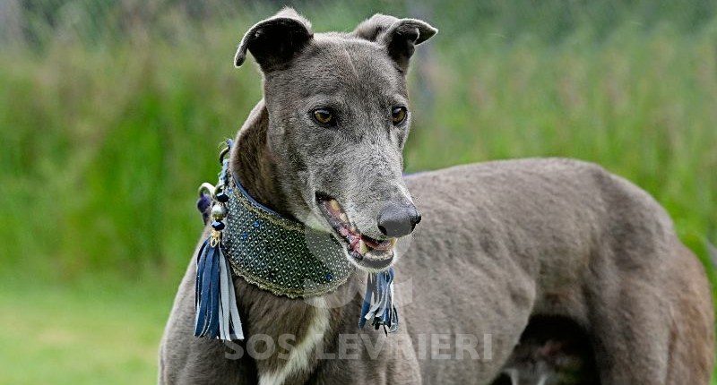 Leon-Greyhound