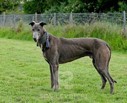 Leon-Greyhound