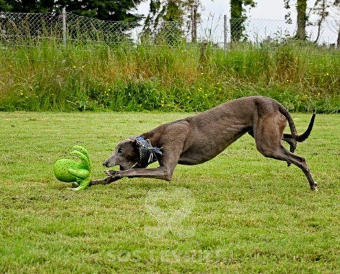 Leon-Greyhound