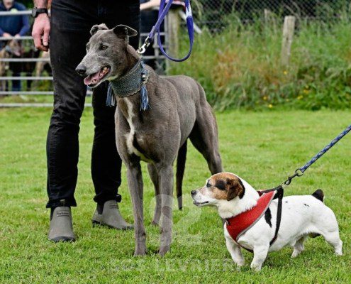 Leon-Greyhound