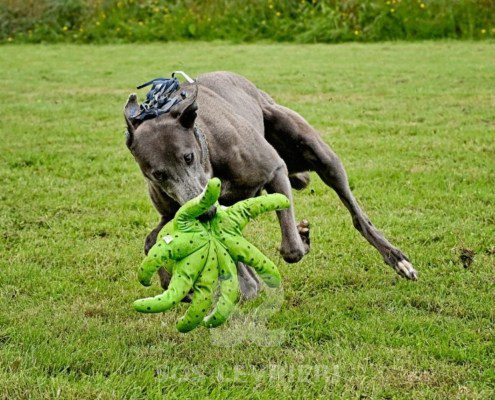 Leon-Greyhound
