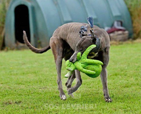 Leon-Greyhound