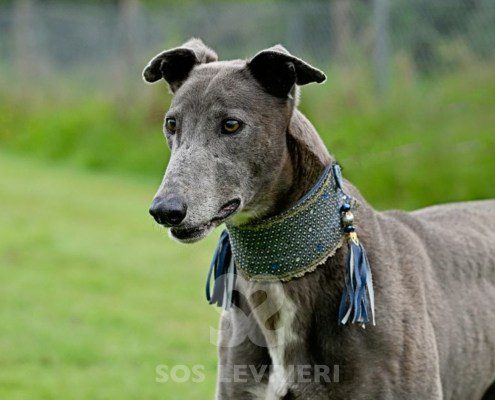 Leon-Greyhound