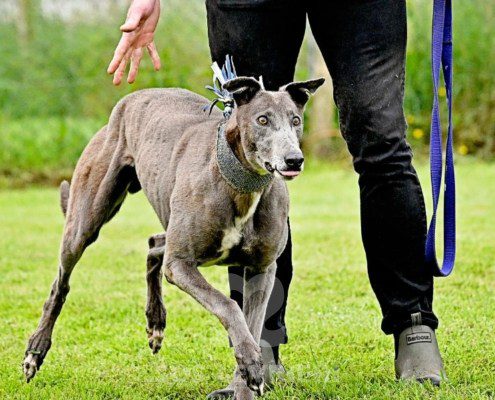 Leon-Greyhound
