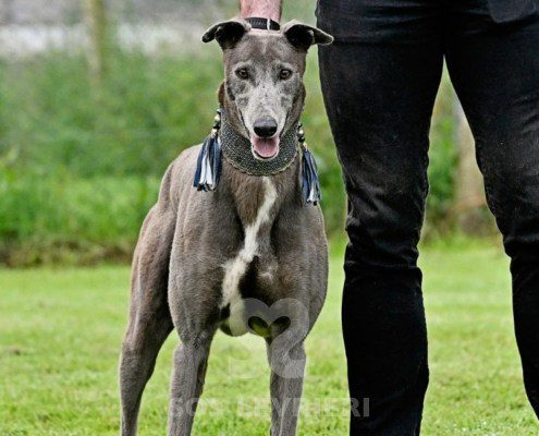 Leon-Greyhound