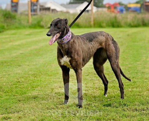 Lyuba-Greyhound