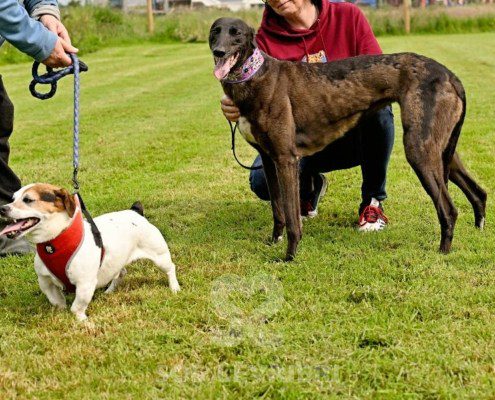 Lyuba-Greyhound