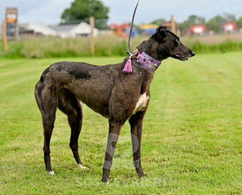 Lyuba-Greyhound