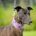 Lyuba-Greyhound