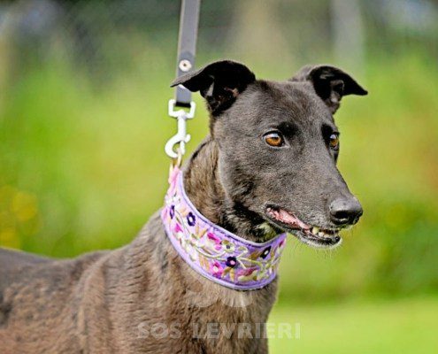 Lyuba-Greyhound