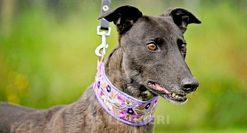 Lyuba-Greyhound