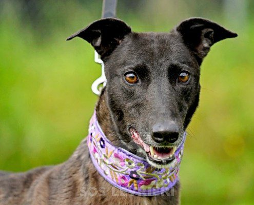 Lyuba-Greyhound