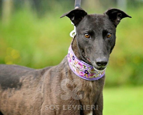 Lyuba-Greyhound