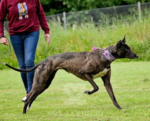 Lyuba-Greyhound