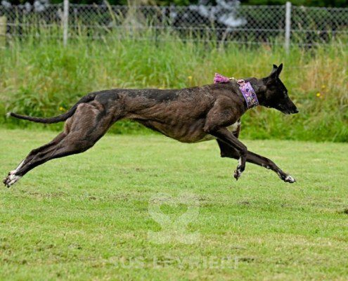 Lyuba-Greyhound