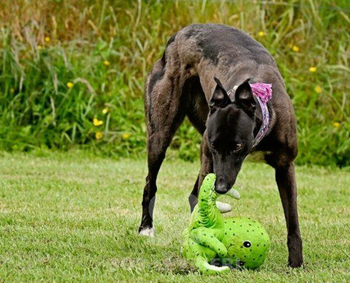 Lyuba-Greyhound