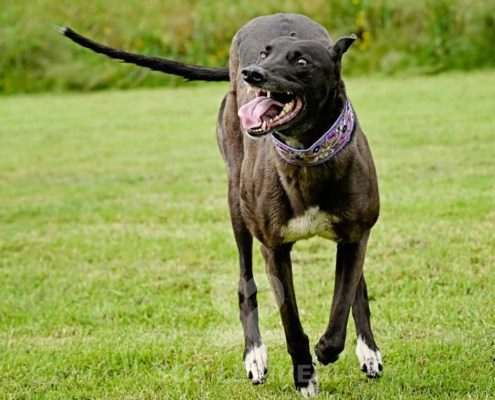 Lyuba-Greyhound