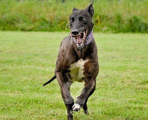 Lyuba-Greyhound