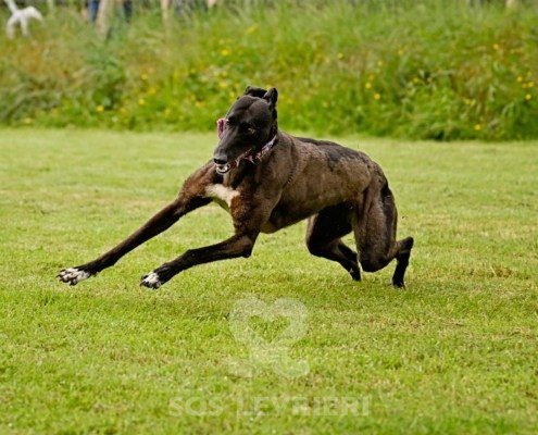 Lyuba-Greyhound